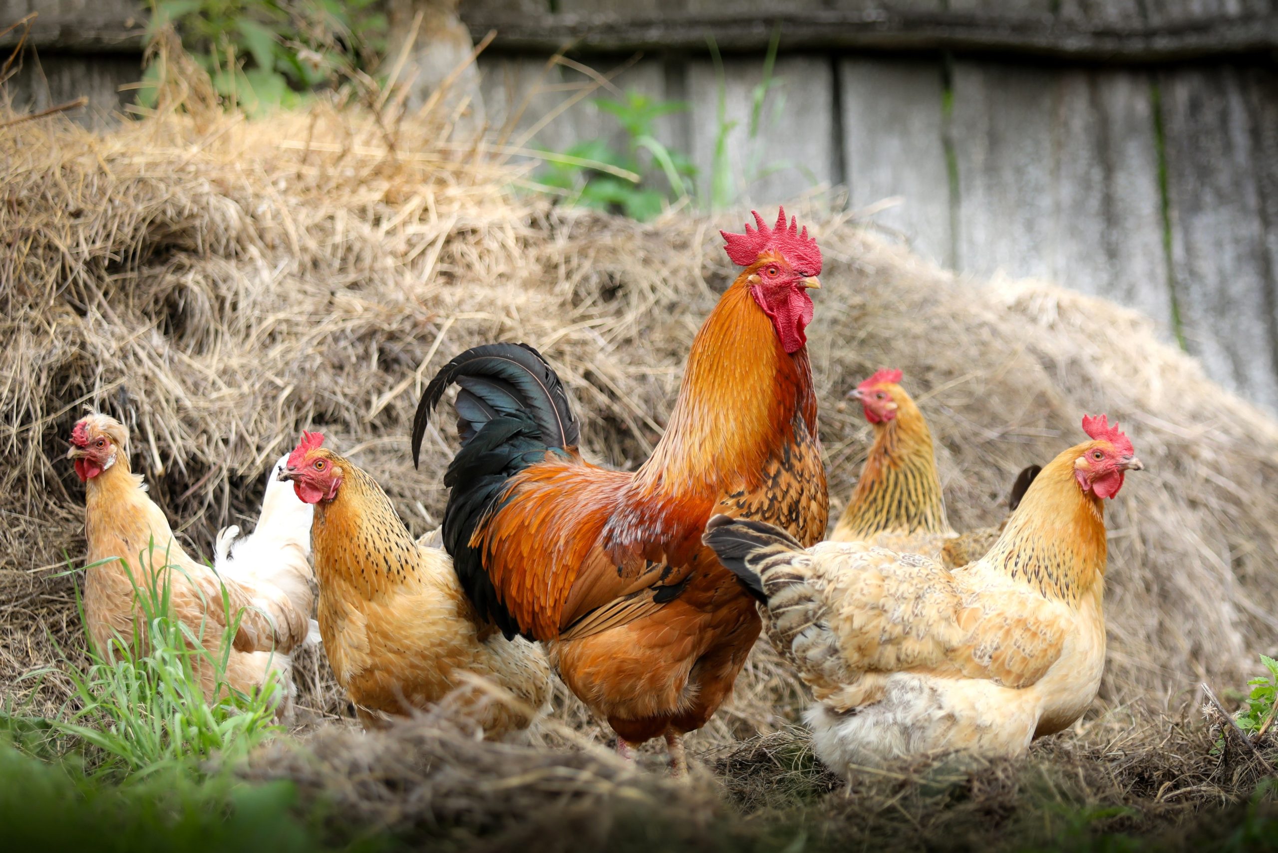 élevage de poulet qui renvoie a une forme d'agriculture urbaine